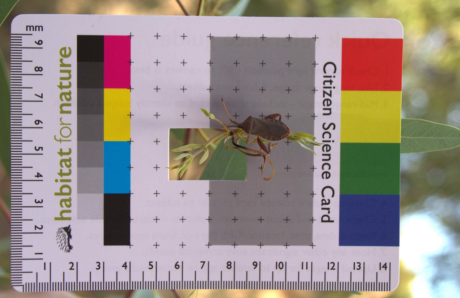 Citizen Science Project Photographic Field Identification Aid Great Gift idea