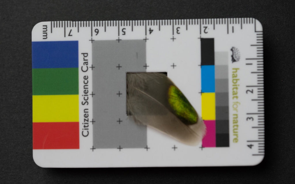 Citizen Science Project Photographic Field Identification Aid Great Gift idea